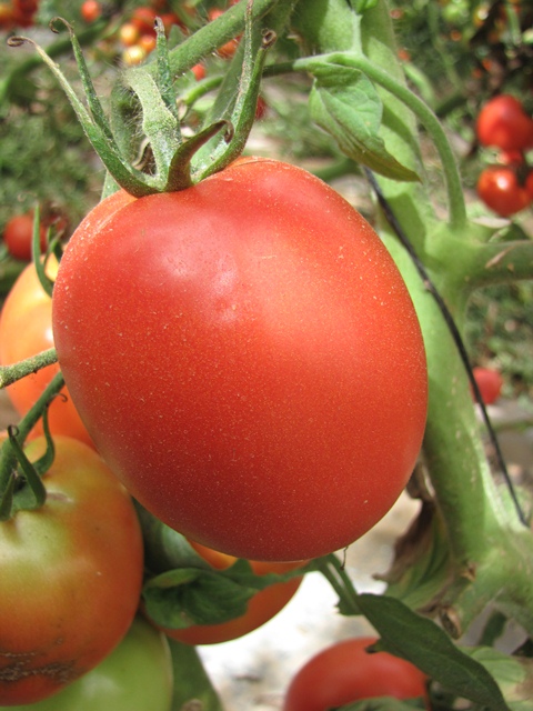Indeterminate Roma tomato 851-522 p1
